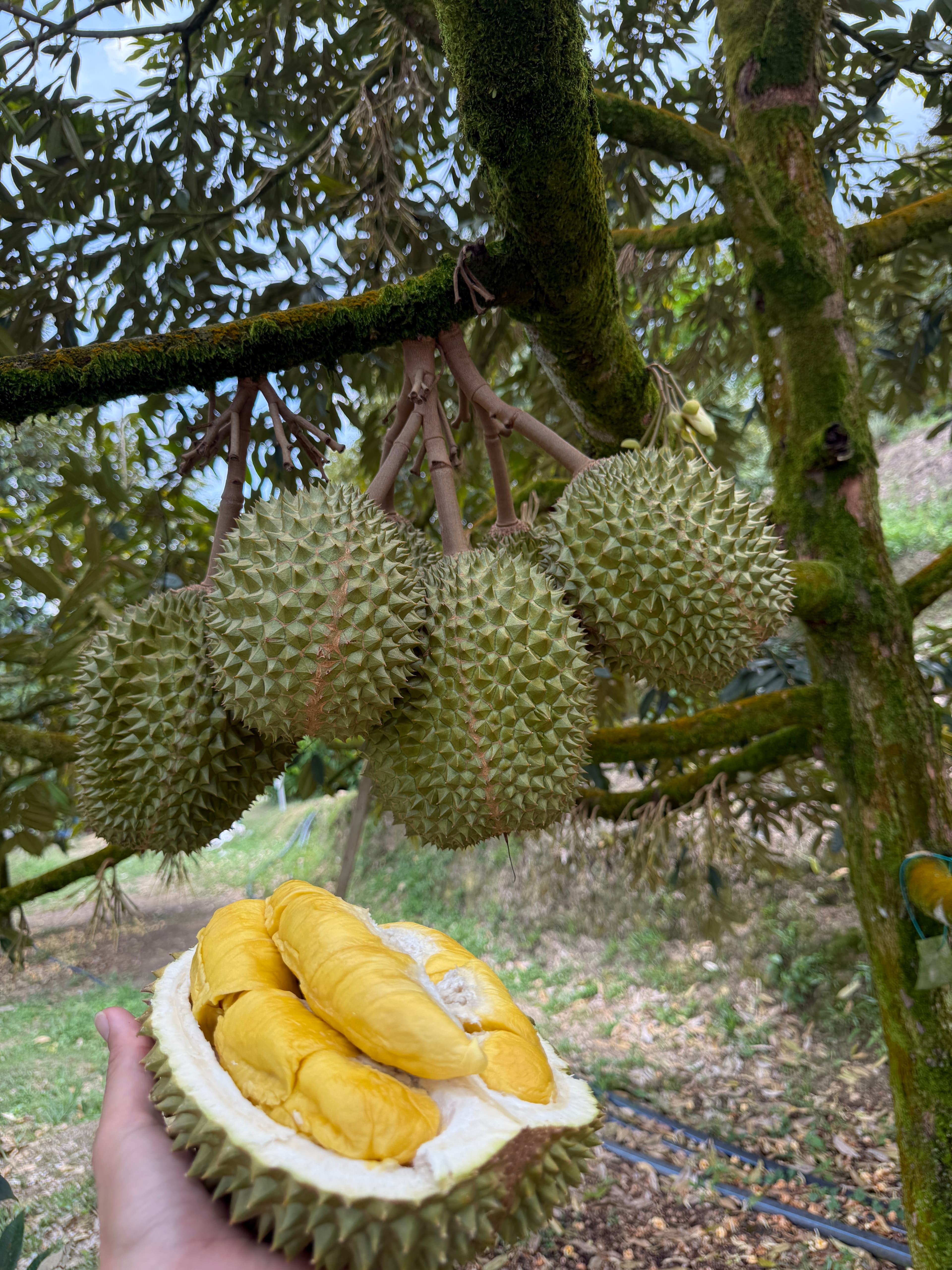 Fresh durian tasting experience